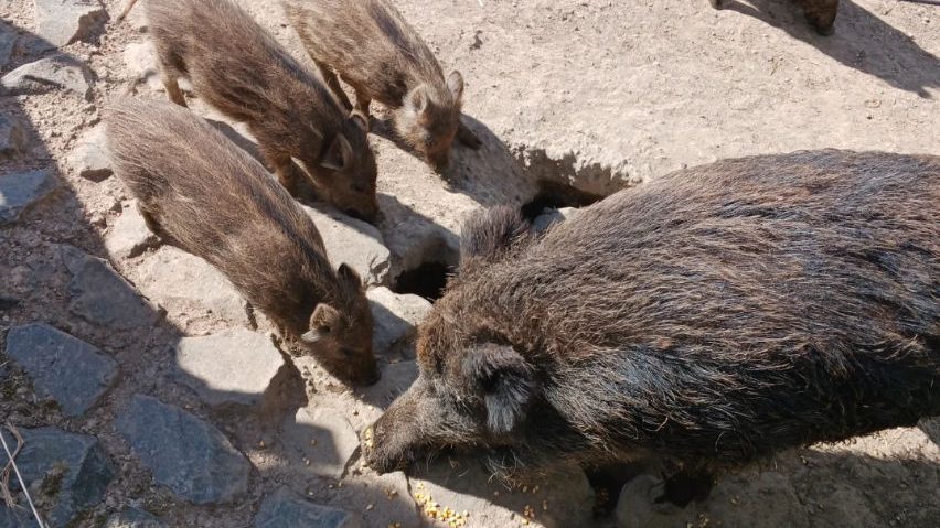 BERTAZ – tierisch wild_ Wildschweine mit Nachwuchs