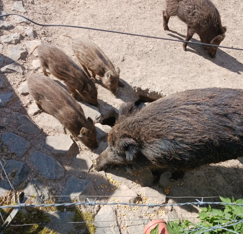 BERTAZ – tierisch wild_ Wildschweine mit Jungen