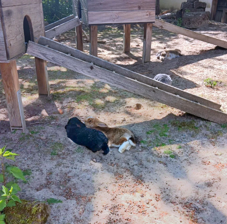 BERTAZ – tierisch wild_ Hasen im Gehege