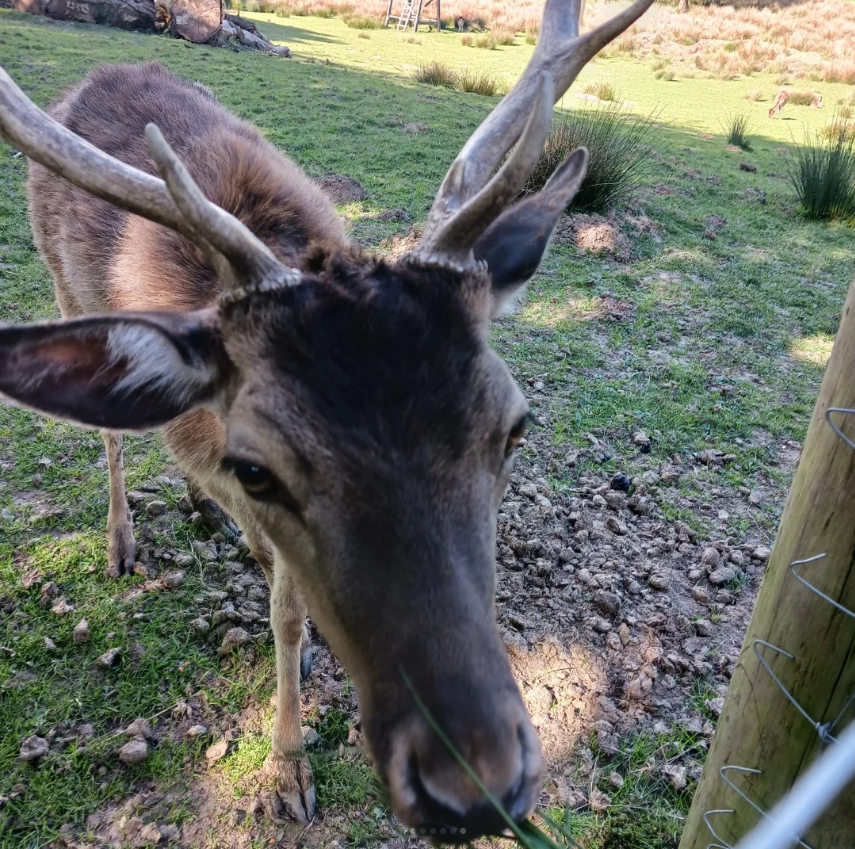 BERTAZ – tierisch wild_ Reh in Nahaufnahme