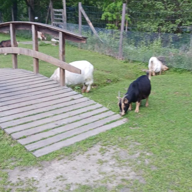 BERTAZ – tierisch wild_ Ziegen im Streichelgehege