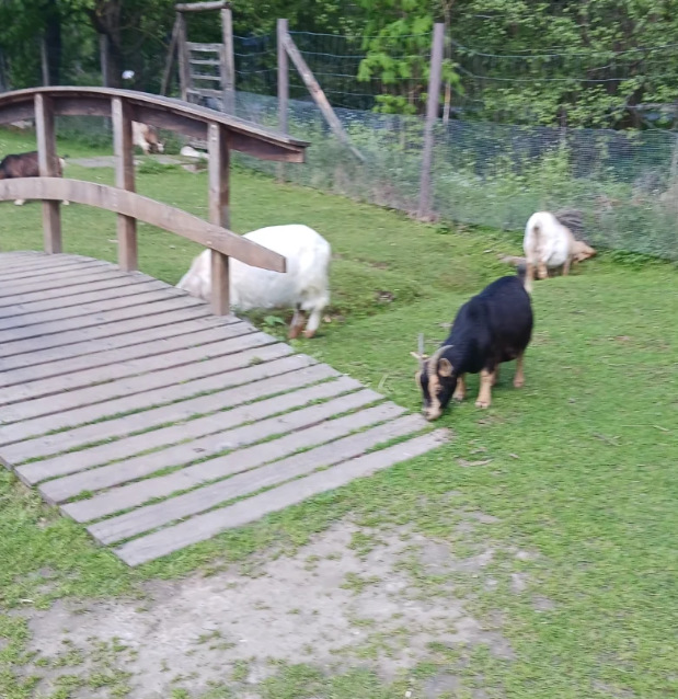 BERTAZ – tierisch wild_ Ziegen im Streichelgehege
