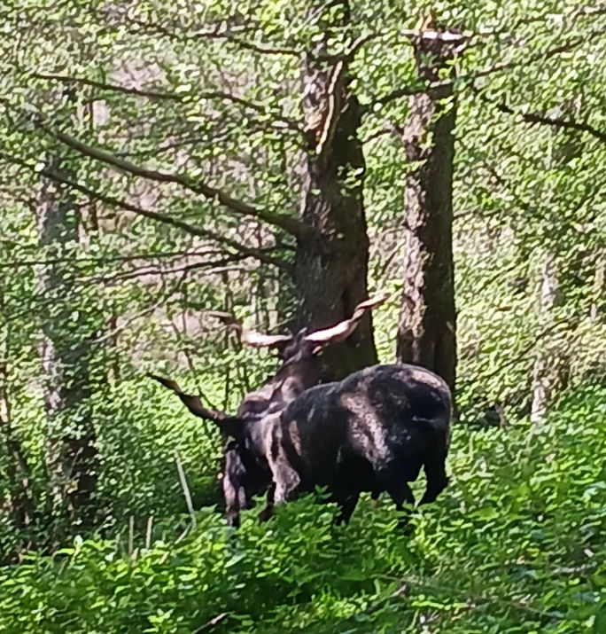 BERTAZ – tierisch wild_ 